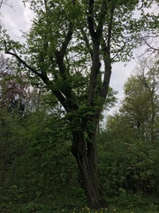 Carpinus betulus