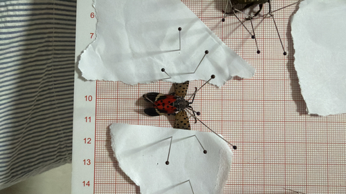 Spotted Lanternfly