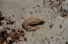 Penaeus