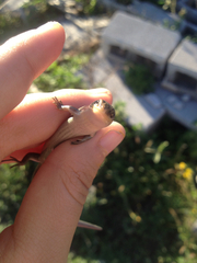 Plestiodon tetragrammus