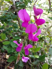 Lathyrus vestitus alefeldii