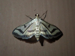 Perisyntrocha anialis