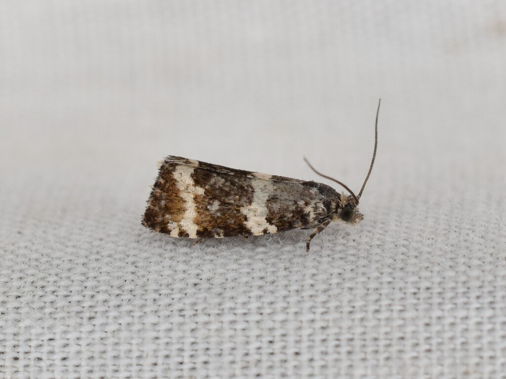 Olethreutes carolana