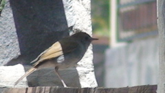 Catharus occidentalis