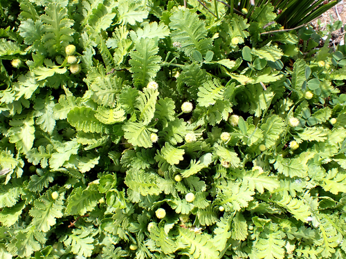 Leptinella potentillina