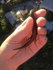 Plestiodon tetragrammus
