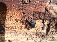 Iphthiminus serratus