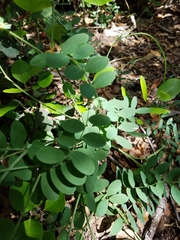 Lathyrus vestitus alefeldii