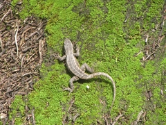 Sceloporus teapensis