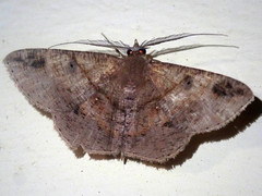 Petelia medardaria