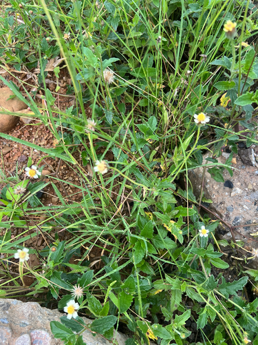 Tridax Daisy