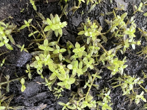 Micranthemum glomeratum observed 2026-08-19