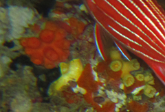 Tubastraea