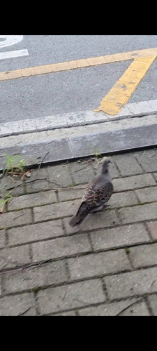 Oriental Turtle-Dove