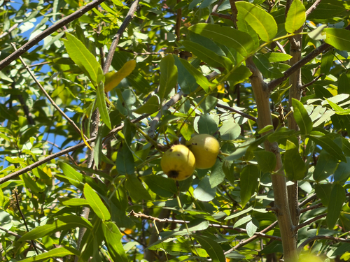 Juglans californica, photograph 3