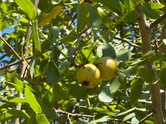 Juglans californica, photograph (c) Nathan Nguyen, some rights reserved (CC BY)