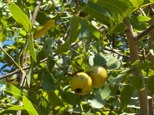 Juglans californica, photograph 4