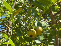 Juglans californica, photograph (c) Nathan Nguyen, some rights reserved (CC BY)