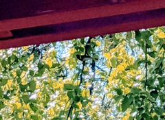 Setophaga castanea