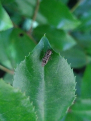 Agrilus lecontei