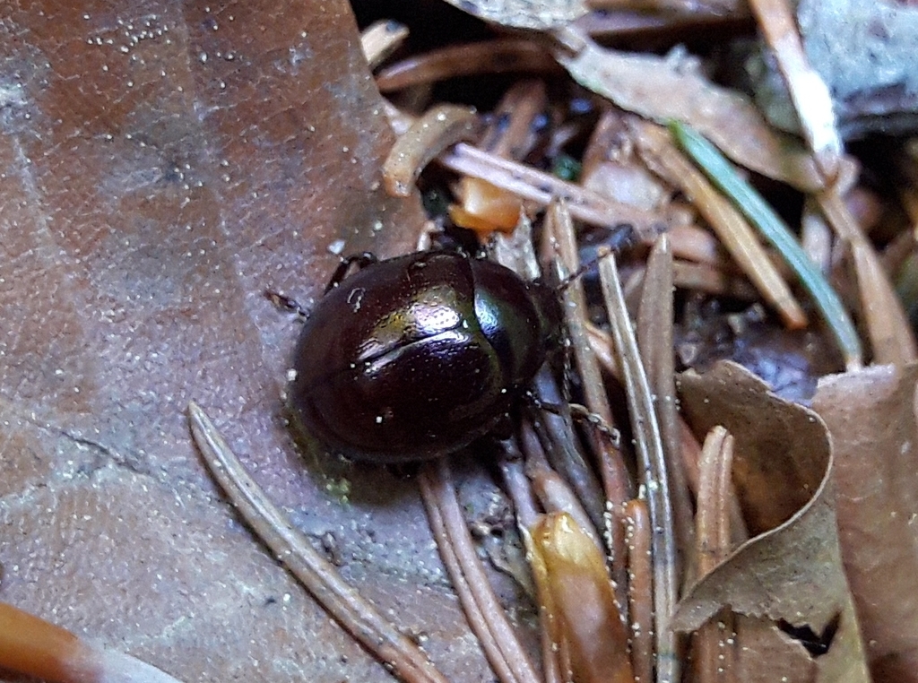 Chrysolina globosa