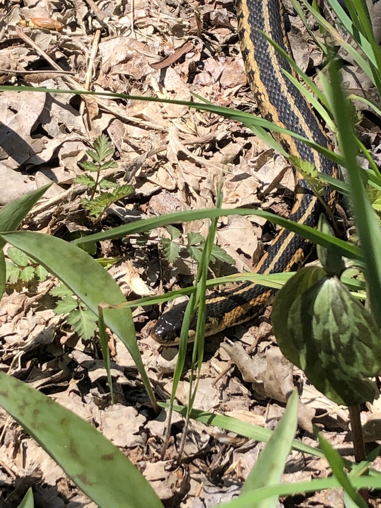 Chicago Garter Snake