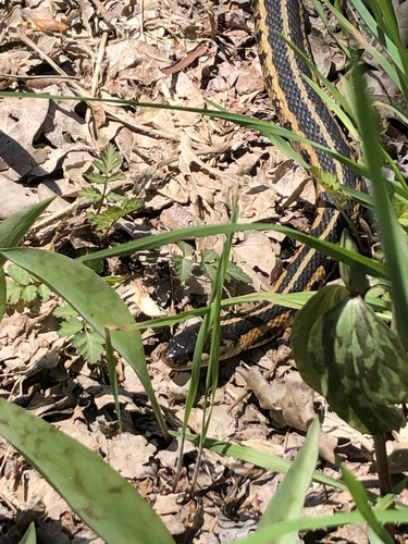 Chicago Garter Snake