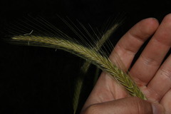 Hordeum bulbosum