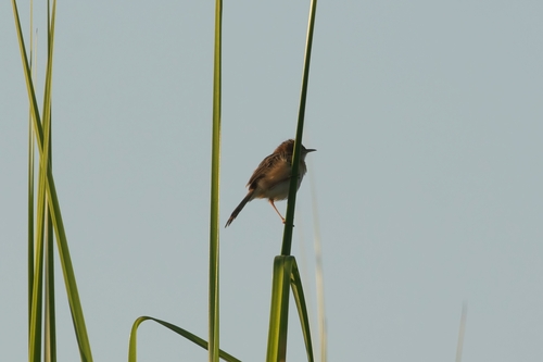 Golden-headed Cisticola