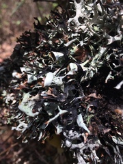 Hypotrachyna cirrhata