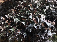 Hypotrachyna cirrhata