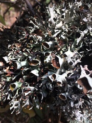 Hypotrachyna cirrhata