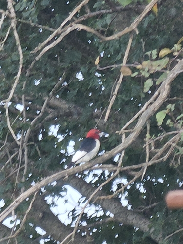 Red-headed Woodpecker