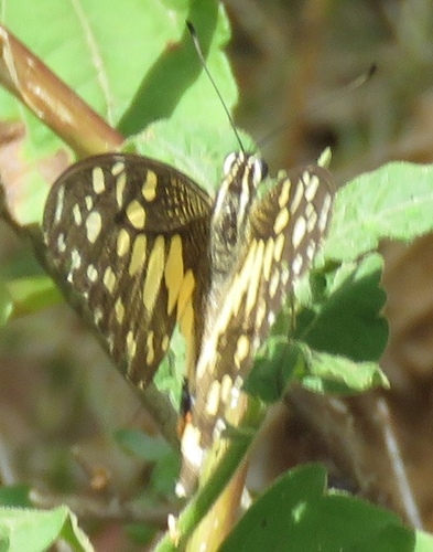 Lime Swallowtail