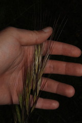 Bromus rigidus