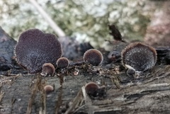 Auricularia nigricans