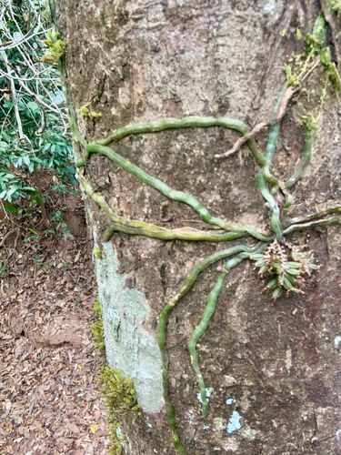 leafless bentspur orchid