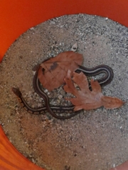 Thamnophis sirtalis semifasciatus