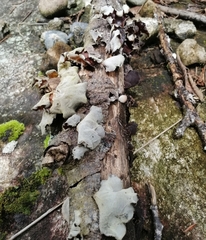 Auricularia nigricans