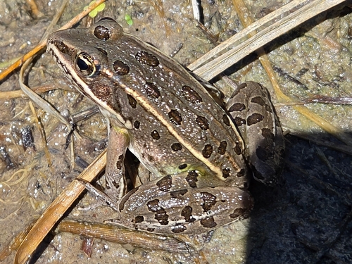 Northern Leopard Frog
