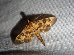 Physematia