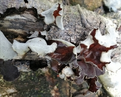 Auricularia nigricans