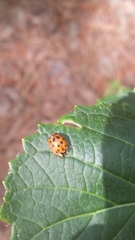 Harmonia axyridis
