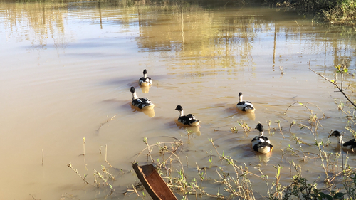 Domestic Muscovy Duck