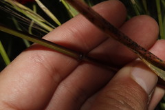 Bromus rigidus