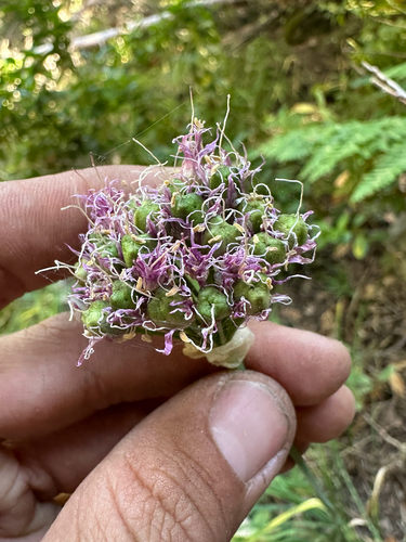 Allium validum, photograph 6