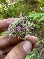 Allium validum, photograph (c) Kyle Elshoff, some rights reserved (CC BY)