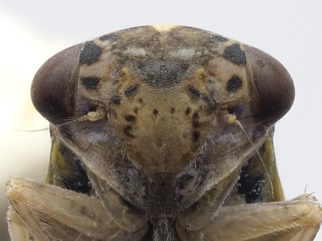 Idiocerus herrichii
