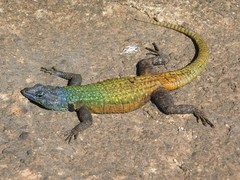 Platysaurus intermedius
