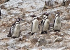 Spheniscus humboldti